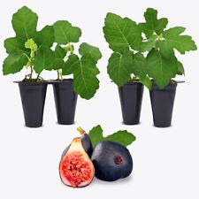 Fig tree. set for sale  Apopka