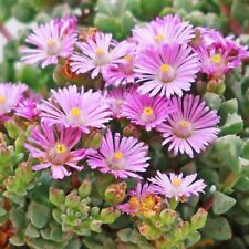 Ice plant plugs for sale  LONDON