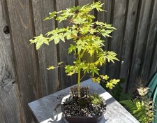 Old japanese maple for sale  Brentwood