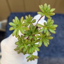 Aeonium sedifolium 10pcs for sale  Granada Hills