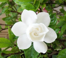 20 Semillas de Gardenia Jaminoides - Jazmín del Cabo - flores blancas perfumadas comprar usado  Enviando para Brazil