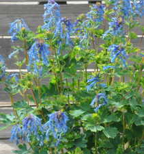 Corydalis blue heron for sale  WORKSOP
