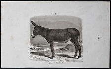 1882 baudet poitou d'occasion  Gy