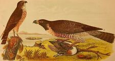 Audubon bird print for sale  Tonawanda