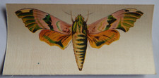 Lime hawk moth for sale  NORWICH