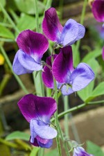Sweet pea old for sale  SALISBURY