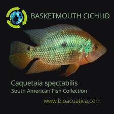 Superb basketmouth cichlid for sale  USA