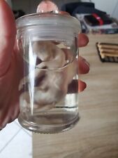 Cabinet curiosité foetus d'occasion  Truchtersheim