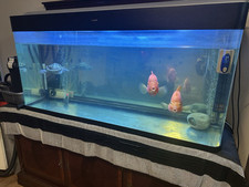 500l fish tank for sale  LONDON