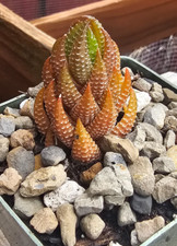 Haworthia reinwardtii for sale  Dallas