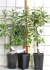 Eleagnus angustifolia ölweide gebraucht kaufen  Bad Bergzabern