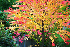 Katsura tree seeeds for sale  Beachwood