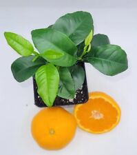 Pot honey tangerine for sale  Bangor