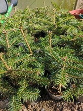 Nordmanntannen 5st topf gebraucht kaufen  Hadamar