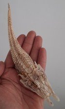 Curiosité taxidermie poisson d'occasion  Montpellier-