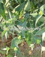 Euforbia catapuzia euphorbia usato  Vinadio