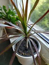 Drachenbaum ableger dracena gebraucht kaufen  Koblenz