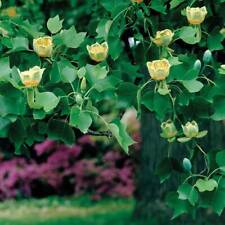 Liriodendron tulipifera garden for sale  IPSWICH