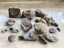 Bundle mixed fossils for sale  ROCHDALE