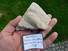 Rarität fossile muschel gebraucht kaufen  Limbach-Oberfrohna