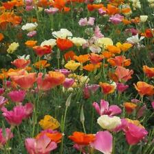 California poppy mission for sale  Sevierville