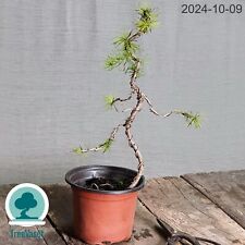 Bonsai larix decidua usato  Merate