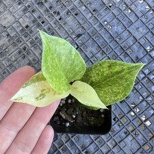 Zamioculcas zamiifolia wild for sale  USA