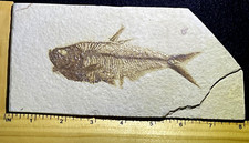 Knightia fossil fish for sale  Lone Tree