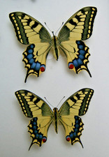 Papilio machaon butterfly for sale  LIVERPOOL