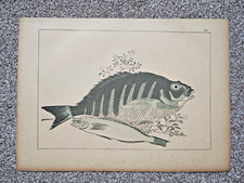 Fish hiroshige antique for sale  STAFFORD