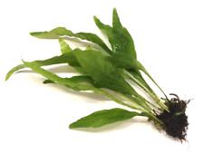Java fern live for sale  PLYMOUTH