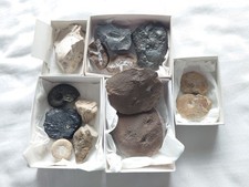 Excellent fossil lot for sale  WASHINGTON