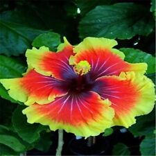 Seeds red yellow for sale  Goldsboro