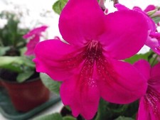 Streptocarpus ruby for sale  MAIDENHEAD