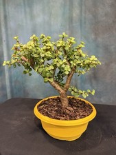Dwarf jade pre for sale  North Fort Myers