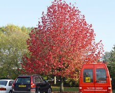 Sweet gum liquidambar for sale  ST. ASAPH