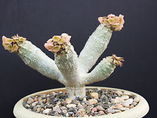 Euphorbia ankarensis exotic d'occasion  Expédié en Belgium