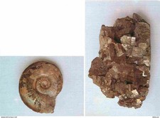 Mineraux ammonite pyrite d'occasion  Expédié en Belgium