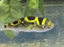 Figure puffer tetraodon d'occasion  Expédié en Belgium