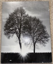 Picture wall trees for sale  Elko