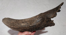 Bison horn core for sale  USA