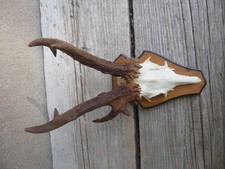 Abnormes rehbock geweih gebraucht kaufen  Hof