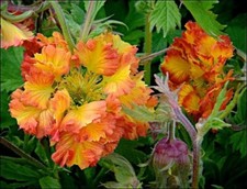 Geum x 1 for sale  STOKE-ON-TRENT