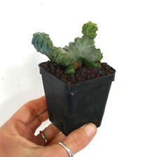 Myrtillocactus geometricus cre usato  Napoli