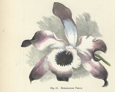 Orchidea dendrobium stampa usato  Lecco