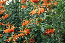 Coda leone leonotis usato  Spedire a Italy