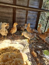 Uova feconde gallina usato  Librizzi