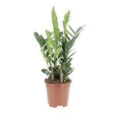 Kentis zamioculcas zamiifolia usato  Agliana