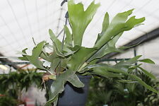 Indoor plant platycerium for sale  DERBY