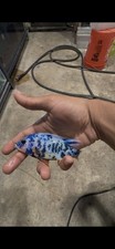 Blue peacock cichlid for sale  Tampa